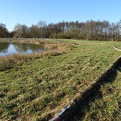 Durch Baumstammbarrieren und Uferverkiesungen lassen sich Gewässer erfolgreich vor dem Kalikokrebs schützen. Foto: Pädagogische Hochschule Karlsruhe      